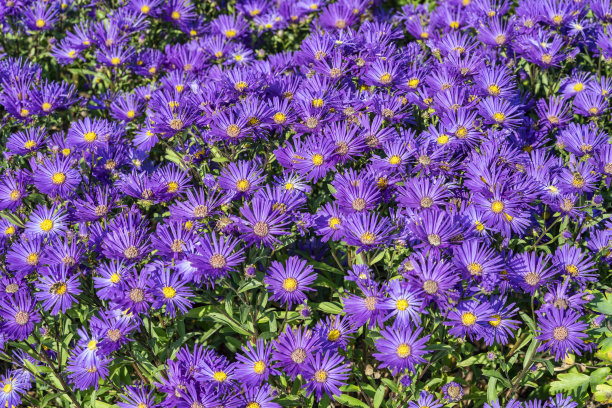 aster