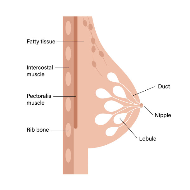 breast