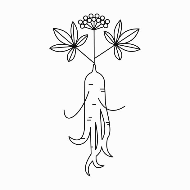 人参线条画