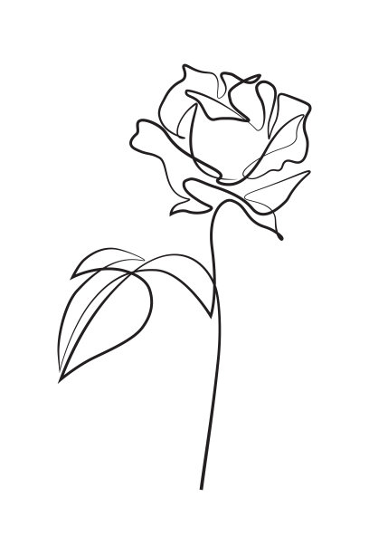 玫瑰花线条