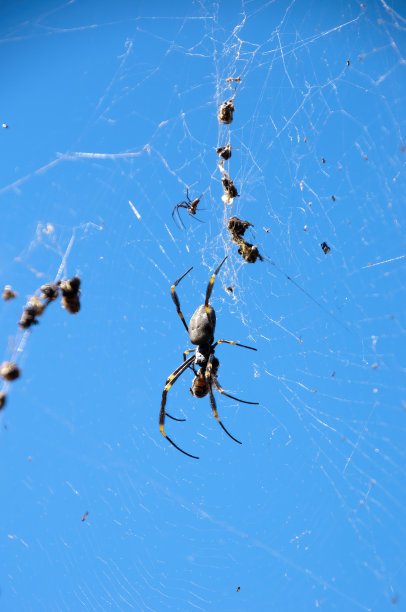 arachnid