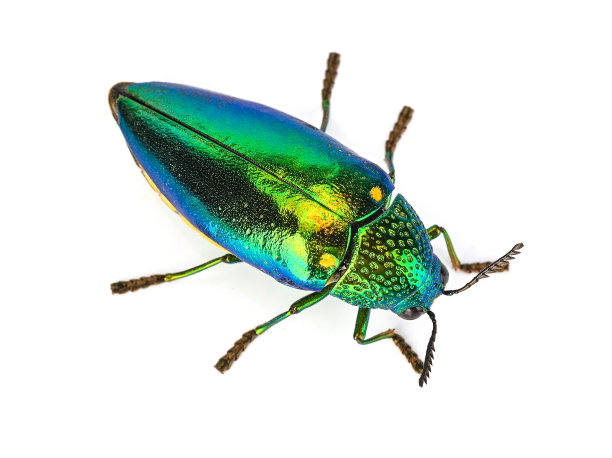 beetles