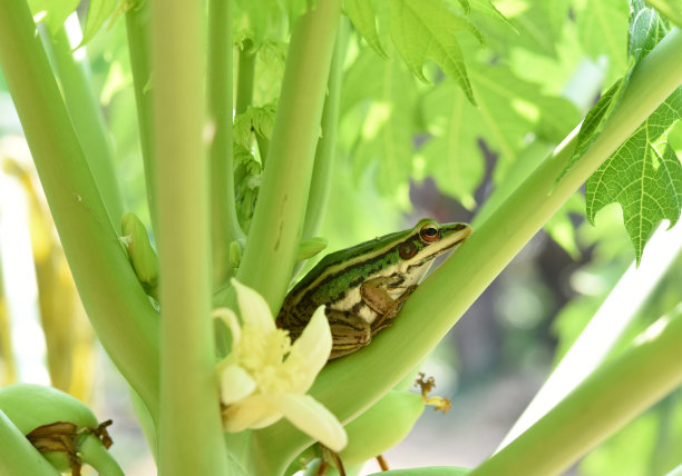 frog