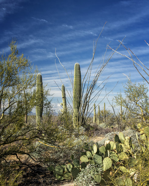 ocotillo