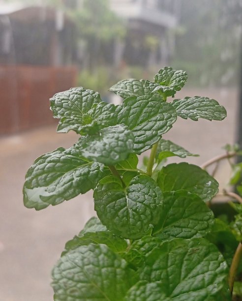 peppermint