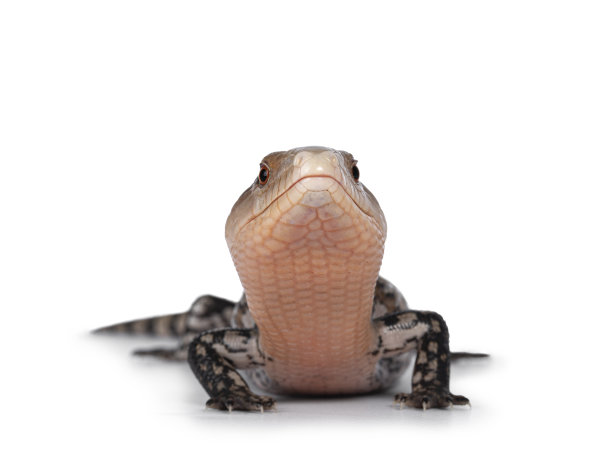 reptilia