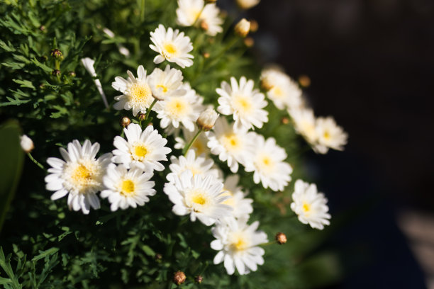 pyrethrum