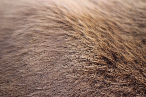 hairs