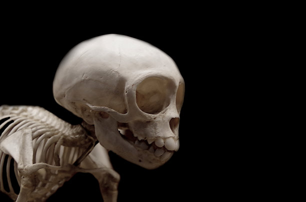 skeleton