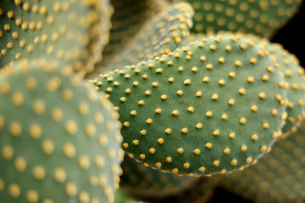 saguaro