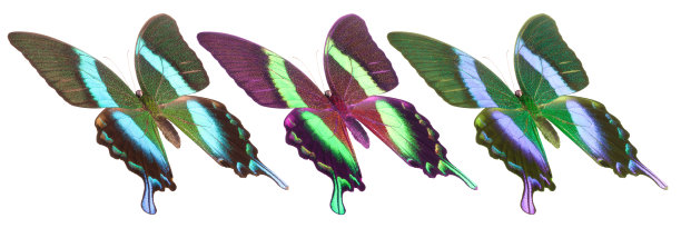 morpho
