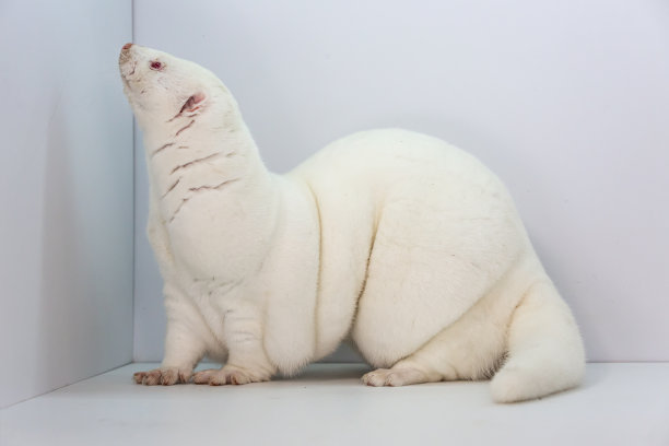 mustela
