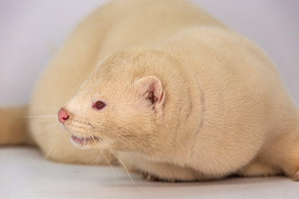 mustela