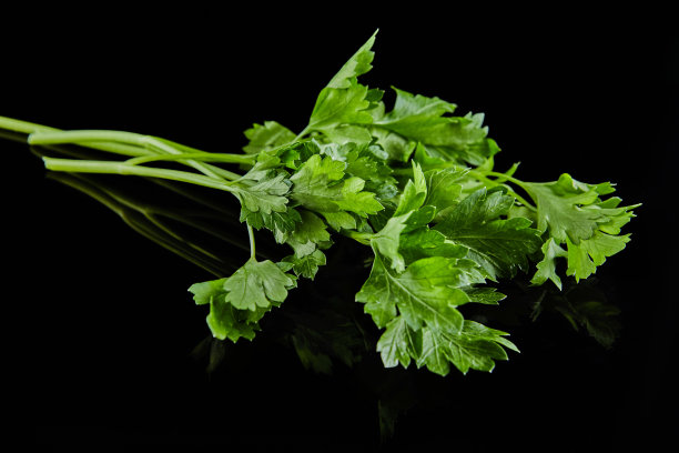 cilantro