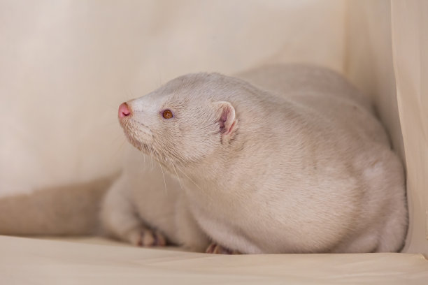 mustela