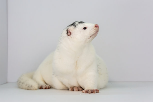 mustela