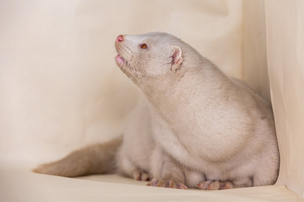 mustela
