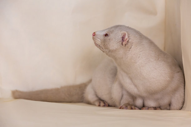 mustela
