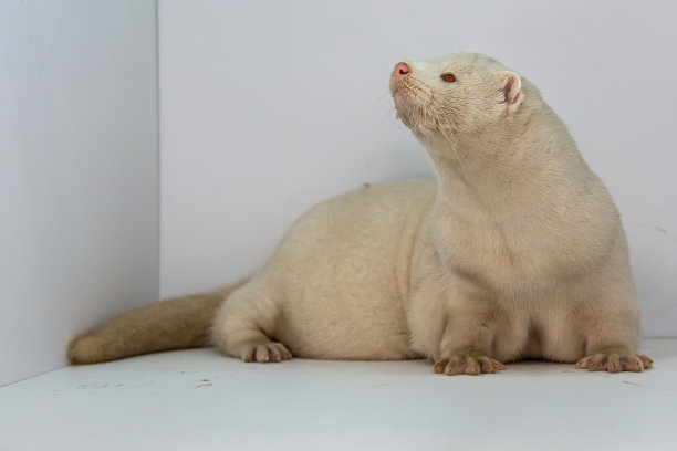 mustela