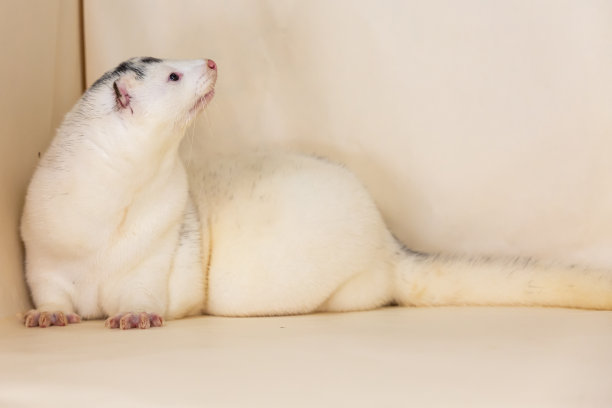mustela