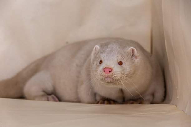 mustela