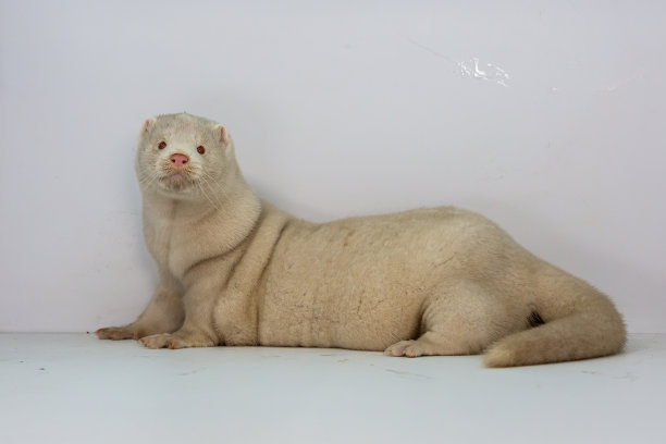 mustela