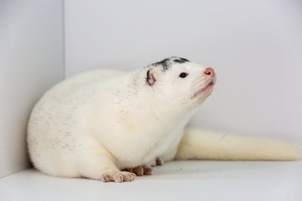 mustela