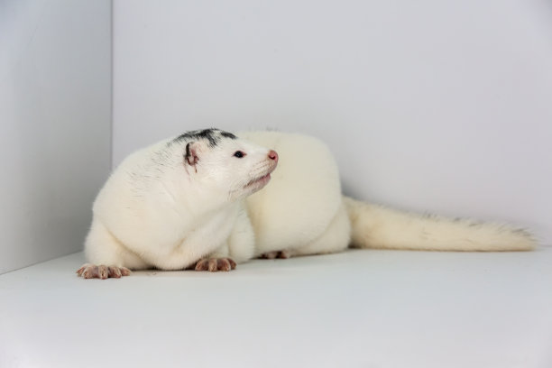 mustela