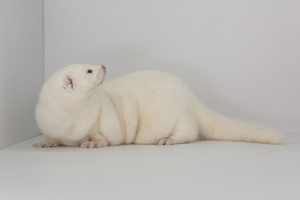 mustela