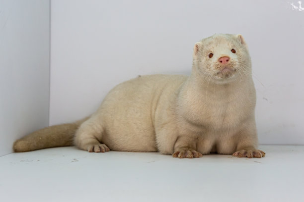 mustela