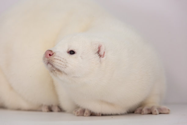 mustela
