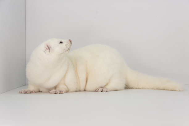 mustela