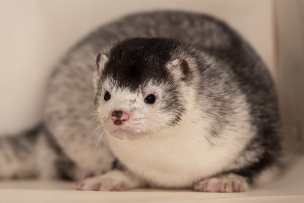 mustela