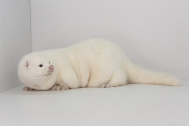 mustela