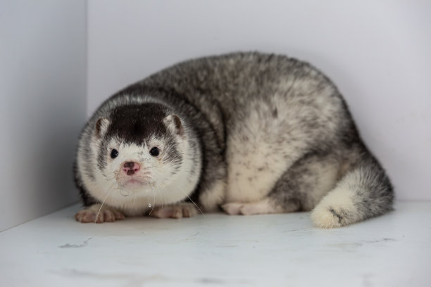 mustela