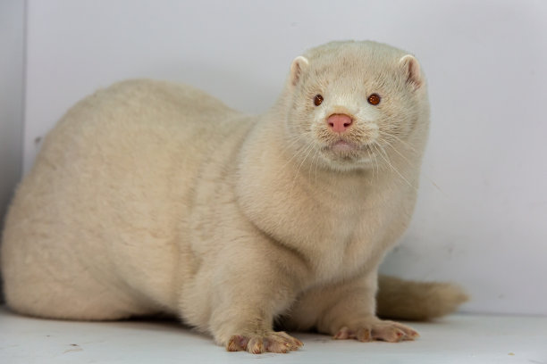 mustela