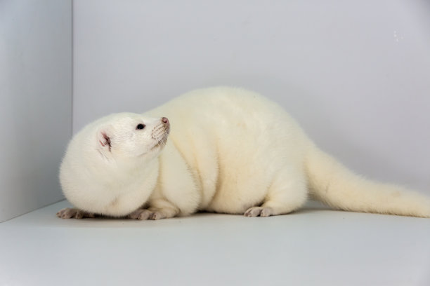 mustela