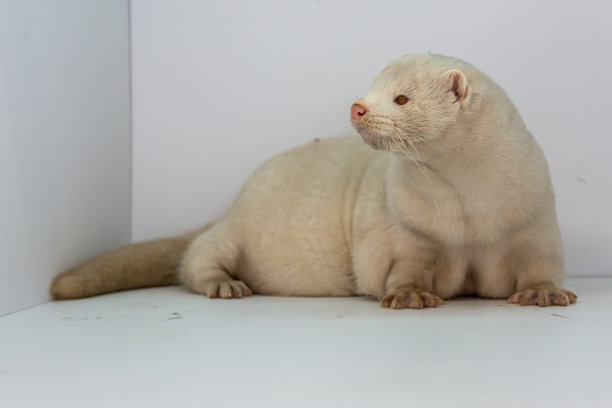 mustela