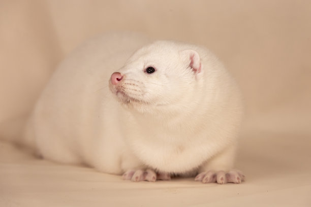 mustela