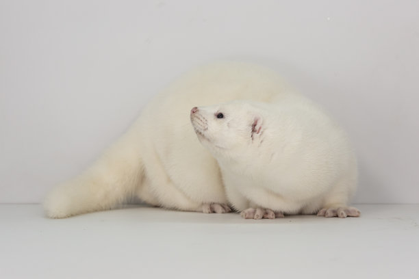 mustela