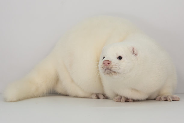 mustela