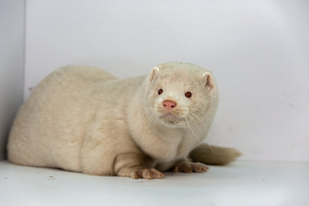 mustela