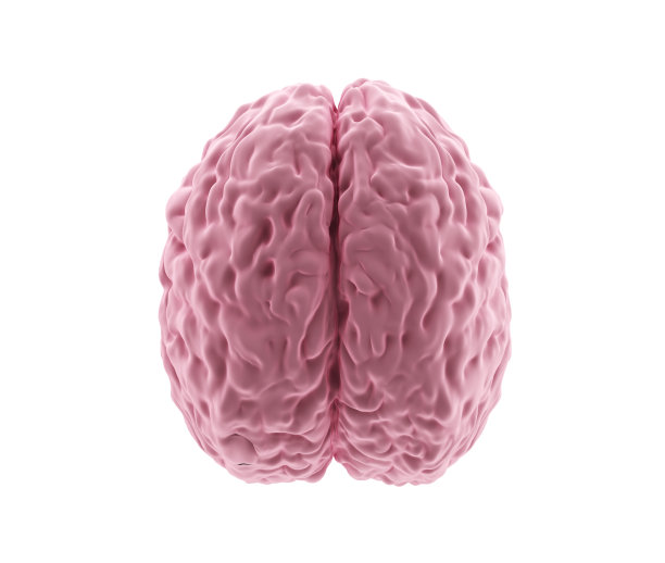 cerebrum