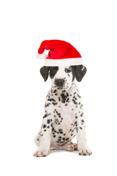 dalmatian