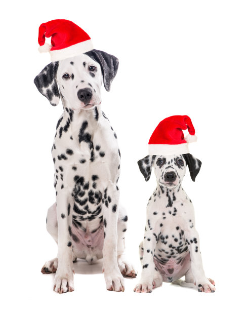 dalmatian