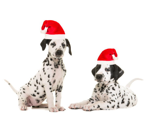 dalmatian
