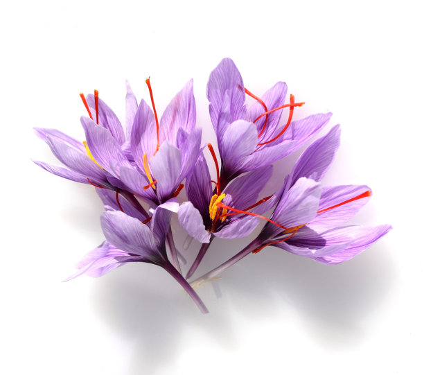 藏红花
