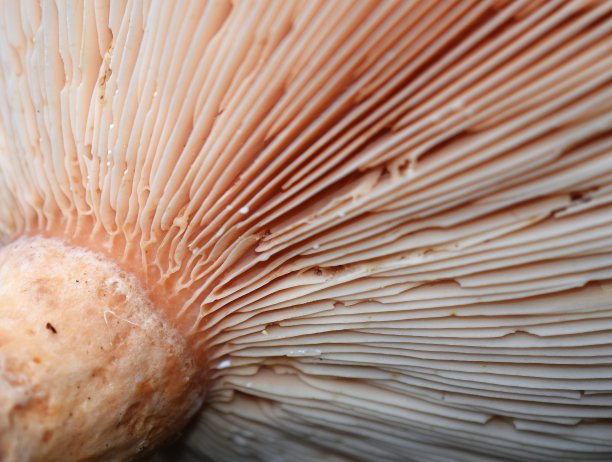 gills