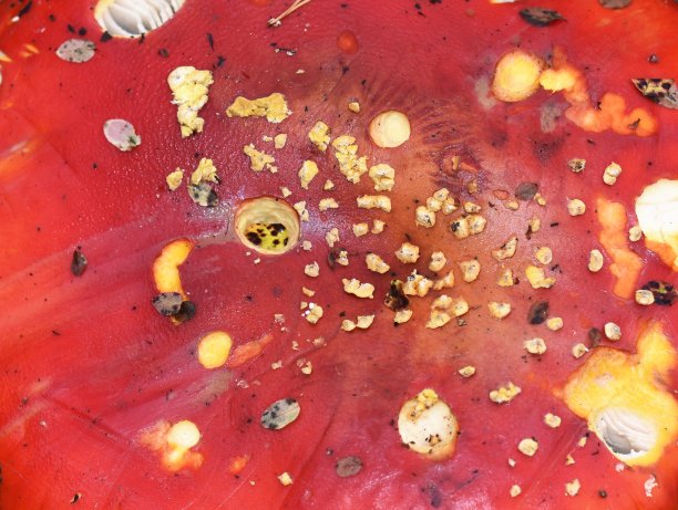 amanitaceae