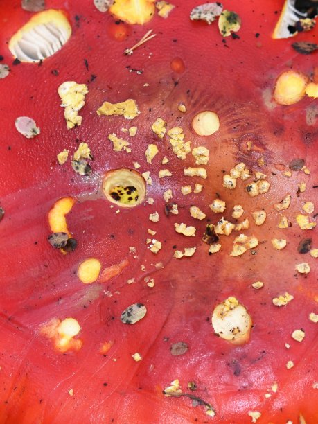 amanitaceae